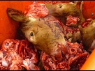 https://image.noelshack.com/fichiers/2015/25/1434548396-abattoirs2.jpg