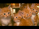 https://image.noelshack.com/fichiers/2015/25/1434909523-cats-kittens-library-cute-1569-665x385.jpg