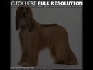 https://image.noelshack.com/fichiers/2015/26/1434997269-huge-dogs-with-long-hair.jpg