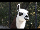 https://image.noelshack.com/fichiers/2015/26/1435256761-lama.jpg