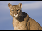 https://image.noelshack.com/fichiers/2015/26/1435336038-cougar-power-animal.jpg