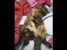 https://image.noelshack.com/fichiers/2015/28/1436465838-img-20150704-171432.jpg