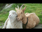 https://image.noelshack.com/fichiers/2015/28/1436519506-gg.gif