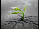 https://image.noelshack.com/fichiers/2015/28/1436559061-plante-trottoir.jpg