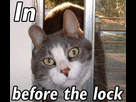 https://www.noelshack.com/2015-28-1436632681-1235297-in-before-the-lock-kitty.jpg