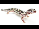 https://image.noelshack.com/fichiers/2015/29/1436849483-gecko.jpg