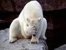 https://image.noelshack.com/fichiers/2015/29/1437162379-facepalm-polarbear.jpg