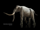 https://image.noelshack.com/fichiers/2015/29/1437270293-mammuthus.jpg