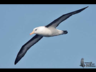 https://image.noelshack.com/fichiers/2015/30/1437850728-albatros-sourcils-noirs-iw2.jpg