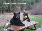 https://image.noelshack.com/fichiers/2015/31/1438168553-nours019178071047.jpg