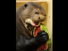 https://image.noelshack.com/fichiers/2015/32/1438727244-evil-otter-eating-a-watermelon-2.jpg