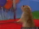 https://image.noelshack.com/fichiers/2015/33/1439294537-dramatic-hamster-o.gif