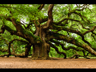 https://image.noelshack.com/fichiers/2015/33/1439616985-big-tree-angel-oak.jpg