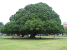 https://image.noelshack.com/fichiers/2015/33/1439617009-big-tree.jpg