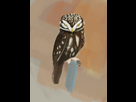 https://image.noelshack.com/fichiers/2015/34/1439833598-hibou1.jpg