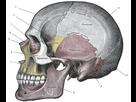 https://image.noelshack.com/fichiers/2015/34/1439886844-skull-grays-anatomy2.png