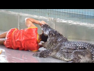 https://image.noelshack.com/fichiers/2015/34/1439889759-ce-dresseur-thailandais-rentre-sa-tete-entre-les-crocs-d-un-crocodile-118981-w460.jpg