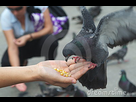 https://image.noelshack.com/fichiers/2015/34/1440117395-pigeon-mangeant-du-mais-de-la-main-2662413.jpg