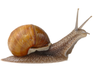 https://image.noelshack.com/fichiers/2015/35/1440422286-escargot.jpg