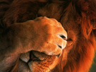 https://www.noelshack.com/2015-35-1440761582-animals-facepalm-lions-1434x1075-wallpaper-www-wall321-com-64.jpg