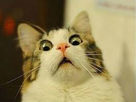 https://image.noelshack.com/fichiers/2015/35/1440836040-surprise.jpeg