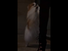 https://image.noelshack.com/fichiers/2015/36/1441210569-chien.jpg