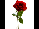 https://image.noelshack.com/fichiers/2015/37/1442107500-image.png