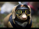 https://image.noelshack.com/fichiers/2015/38/1442301812-biker-dachshund.jpg