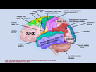 https://image.noelshack.com/fichiers/2015/38/1442433679-brain-man.jpg