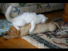 https://image.noelshack.com/fichiers/2015/39/1443044904-14chats-sur-chiens.jpg