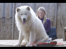 https://image.noelshack.com/fichiers/2015/39/1443275918-giant-alaskan-malamute-54-desktop-background.jpg