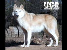 https://image.noelshack.com/fichiers/2015/39/1443276005-wolf-dog-hybrid-1.jpg
