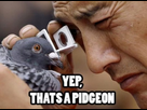 https://image.noelshack.com/fichiers/2015/40/1443770404-thats-a-pigeon.jpg