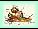 https://www.noelshack.com/2015-42-1444681794-anatomie-de-l-escargot-001.jpg