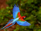 https://image.noelshack.com/fichiers/2015/42/1444885916-pete-oxford-red-and-green-macaw-ara-chloroptera-flying-mato-grosso-do-sul-brazil.jpg