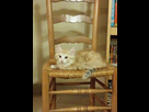 https://image.noelshack.com/fichiers/2015/43/1445207630-himi-le-chat.jpg
