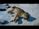 https://image.noelshack.com/fichiers/2015/43/1445467013-farcry4-2015-10-20-00-38-37-69.jpg