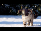 https://image.noelshack.com/fichiers/2015/43/1445707118-tumblr-n20a7bhuo41tpfuyjo1-500.jpg