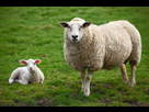 https://image.noelshack.com/fichiers/2015/44/1446160090-ob-1f3579-9419135-un-mouton-et-agneau-nnzvq7.jpg