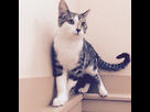 https://image.noelshack.com/fichiers/2015/44/1446267172-chaton.png