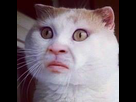 https://image.noelshack.com/fichiers/2015/44/1446402605-manoncat.jpg