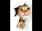 https://image.noelshack.com/fichiers/2015/45/1446493364-common-toxicities-cats.png