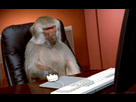 https://www.noelshack.com/2015-45-1446493474-monkey-pc.gif