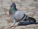 https://www.noelshack.com/2015-45-1446655933-rock-pigeon-columba-livia-in-iasi.jpg