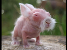 https://image.noelshack.com/fichiers/2015/46/1447180611-sans-poil-lapin-2.jpg