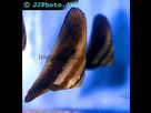 https://image.noelshack.com/fichiers/2015/47/1447768886-orbicular-batfish-juvenile-2.jpg