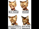 https://image.noelshack.com/fichiers/2015/47/1447785320-furry.jpg