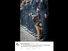 https://image.noelshack.com/fichiers/2015/47/1447841122-chien.jpg