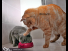 https://image.noelshack.com/fichiers/2015/47/1448037648-chats-droles-1.jpg