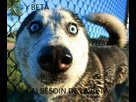 https://image.noelshack.com/fichiers/2015/47/1448038659-droles-d-animaux-051.jpg